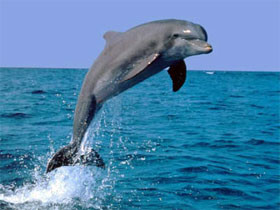 В Крыму находят мертвых дельфинов 