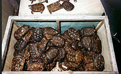 В Украину чуть не попало 250 черепах-нелегалов 