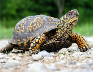 Киевский зоопарк проведет праздник для любителей черепах 
