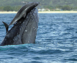 В океане появился странный кит, к которому нельзя приближаться 