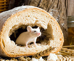 В Музее хлеба, который якобы съели мыши, грызуны не обедали 