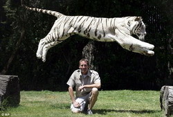 Тигра научили нырять за куском мяса 