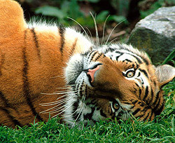 В индийском заповеднике закончились тигры 