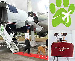Появилась авиакомпания, которая перевозит только домашних животных 