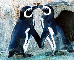 Пингвин-гей решил стать гетеросексуалом 
