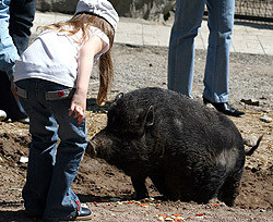 В зоопарке свинья едва не откусила ребенку руку  