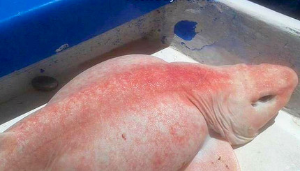 В Мексике из океана выловили чудовищную рыбину