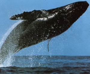 Лайнер столкнулся с китом, не заметив этого 