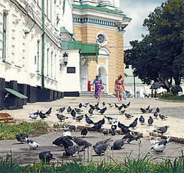 Накануне прибытия Патриарха Кирилла в Украину голуби слетелись к Киево-Печерской лавре 