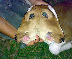 В Колумбии родилась корова с двумя головами 