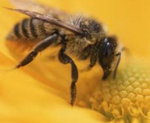 В Британии проблемы с пчелами 
