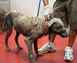 Легочную чуму в китайский город принесла собака 