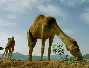 В Австралии доплачивают за убийство верблюдов 