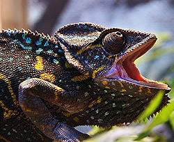 В Севастополе за 15 гривен можно посмотреть на йеменских хамелеонов  