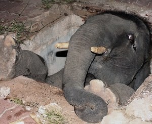 Слонёнок провалился в люк и застрял 