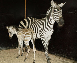 Впервые в столичном зоопарке родила зебра 