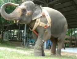 Слонихе сделают протез ноги 