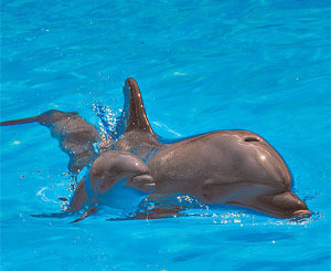 Дельфиненка, родившегося во время шоу, назвали в честь рыбачки Сони 