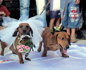В Запорожье сыграли собачью свадьбу 