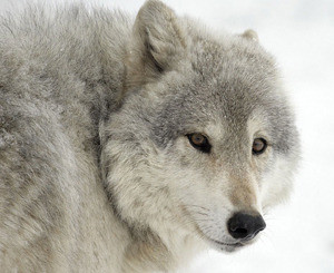 Бешеный волк искусал 6 работников Чернобыльской атомной станции  