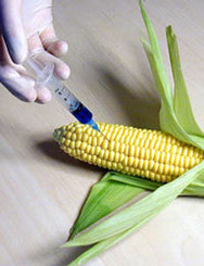 В Крыму теперь можно проверить еду на содержание ГМО  