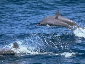В Чёрном море завелись заразные дельфины? 