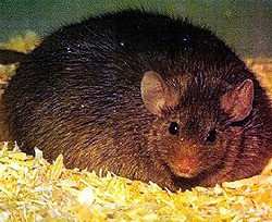 Ученые обнаружили гигантскую крысу в шубе и теперь думают, какое имя ей дать 