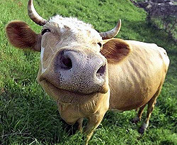 Биоэтик предложил выращивать коров, которым будет не больно умирать  