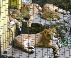 В зоопарке наконец-то показали африканских львят 