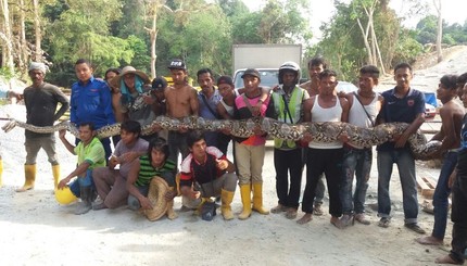 В Малайзии нашли самую длинную змею в мире