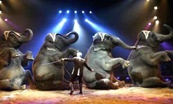 Слонам и львам запретят выступать в цирке 