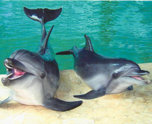Сегодня открывается дельфинарий «Немо» 