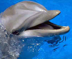 Киевляне пикетировали открытие нового дельфинария 