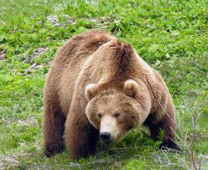 В Прикарпатье медведь разорвал на куски браконьера  