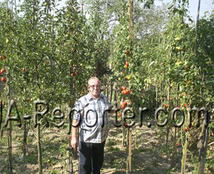 Ужгородский огородник вырастил 4-метровые помидоры  