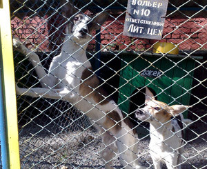 Обреченных на смерть киевских собак приютили в Ясиноватой 