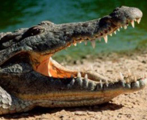 Крокодил-мафиози держал в страхе жителей Рима  