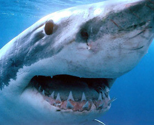 В Тихом океане появится первый в мире акулий заповедник  