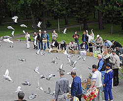 В Симферополе соревновались птицы 