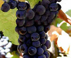 Крымский виноград опасен для здоровья 