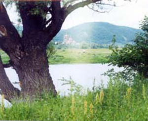  В Донецкой области сосчитают все вековые деревья 