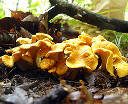 В Бразилии обнаружились семь видов светящихся грибов 