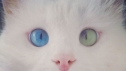 У кота с разными глазами обнаружили 