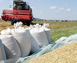 В Украине собрали 41 миллион тонн зерна 