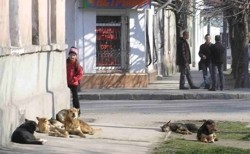 Власти не могут защитить людей от бездомных собак 