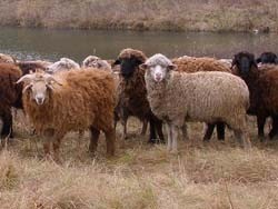 В Казахстане выдают кредиты овцами 