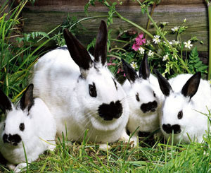 В Швеции будут делать биотопливо из кроликов  