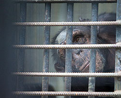 Киевский зоопарк вызвал возмущение международных организаций по защите прав животных 