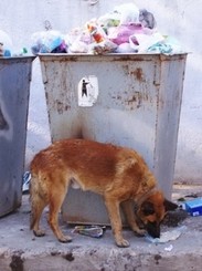 Бездомные собаки нападают на людей 