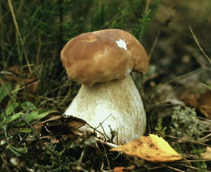 В Херсонской области грибами отравились сразу 8 человек  